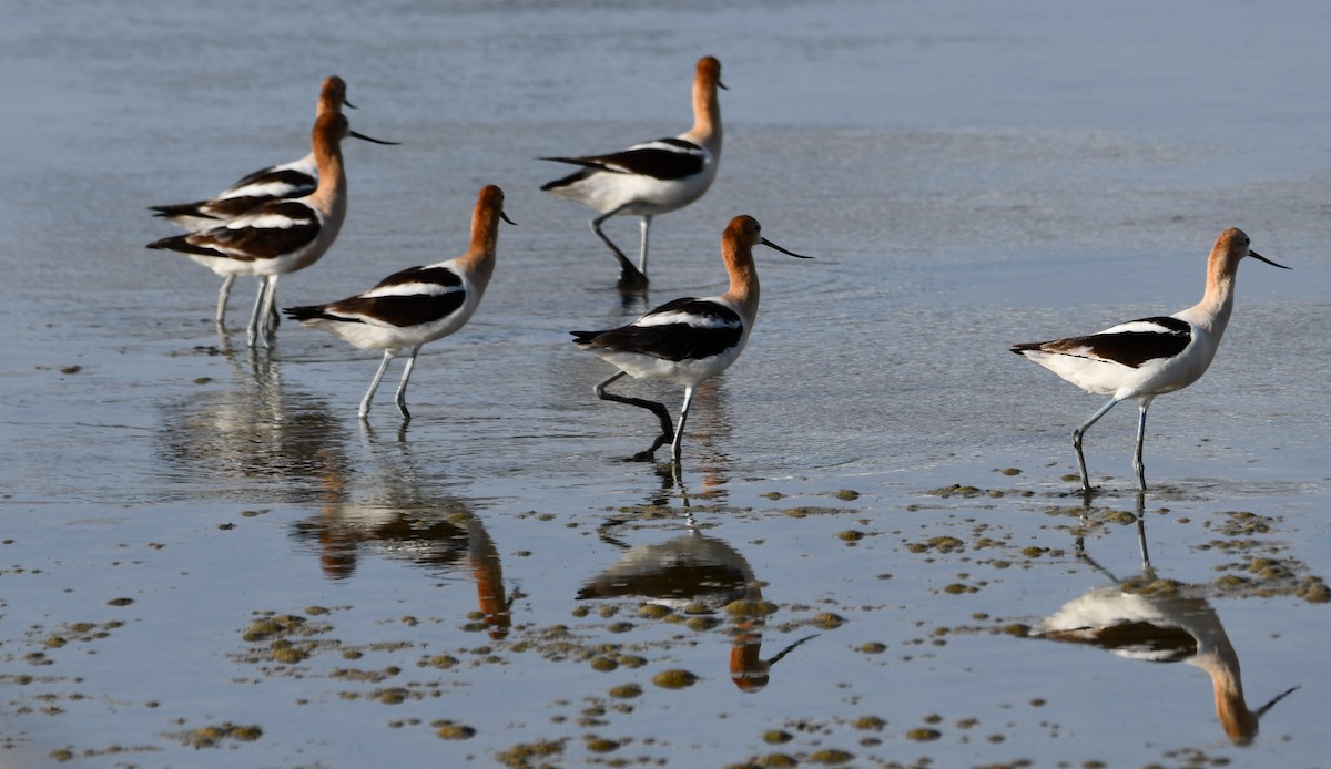 Avoceta Americana - ML471105161