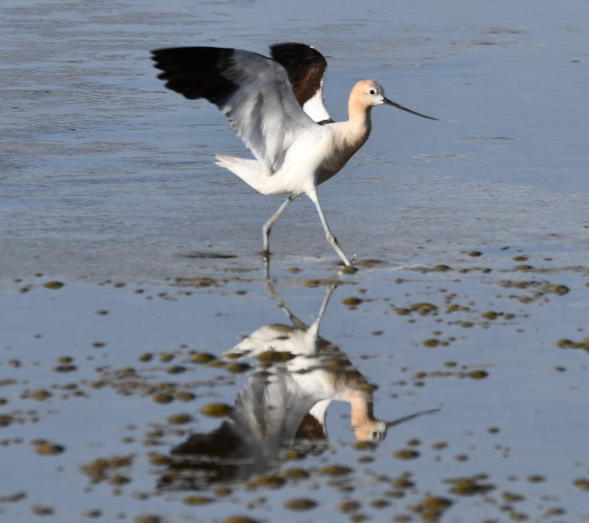 American Avocet - ML471105181