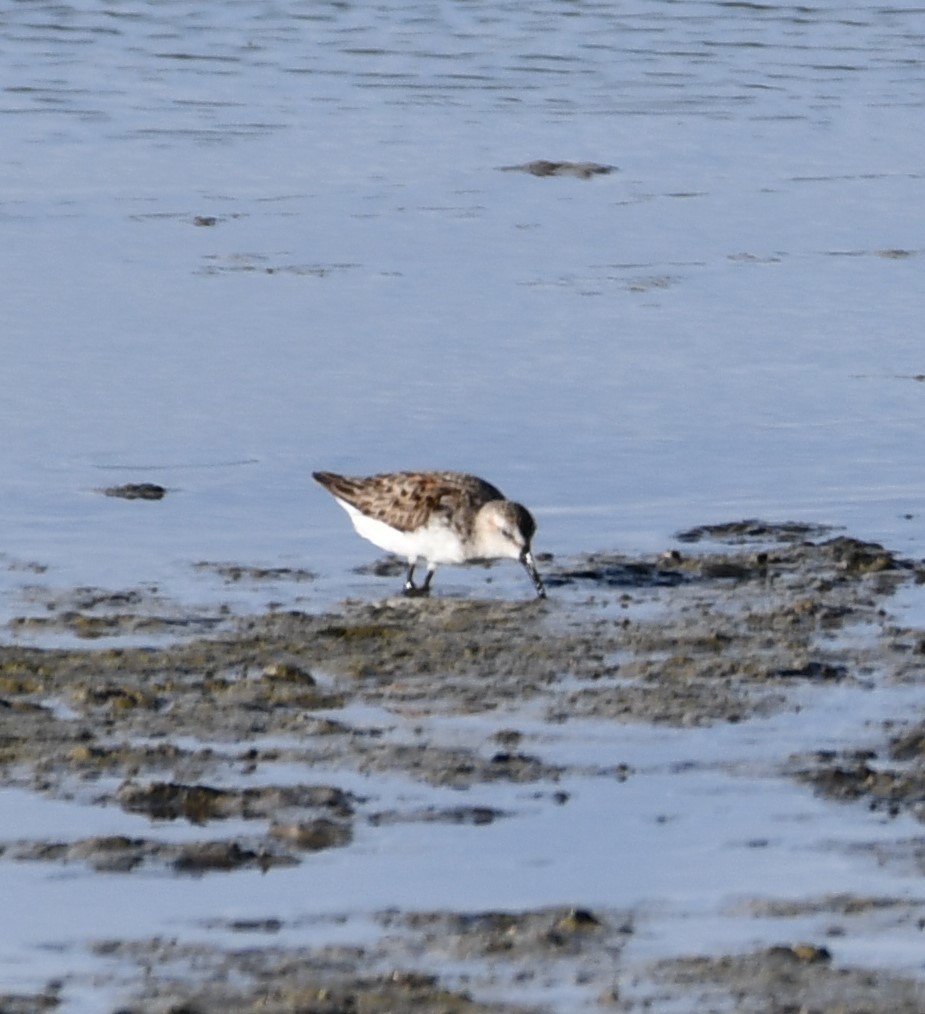 Western Sandpiper - Mike Crownover Sr.