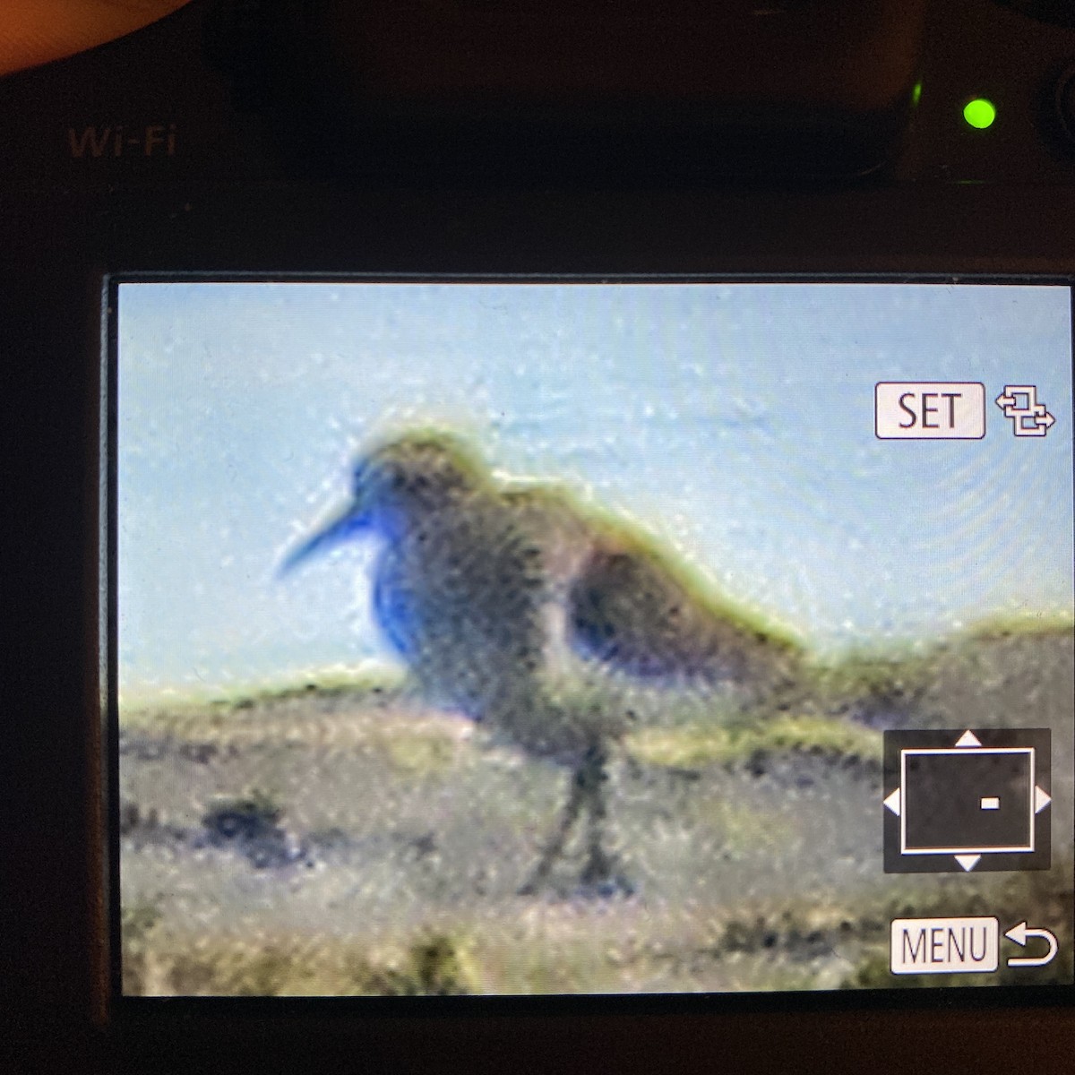 Pectoral Sandpiper - ML471106251