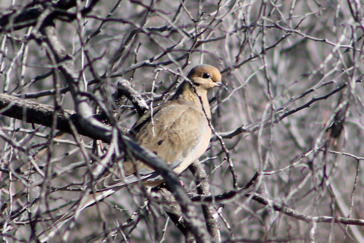 Mourning Dove - ML47110711