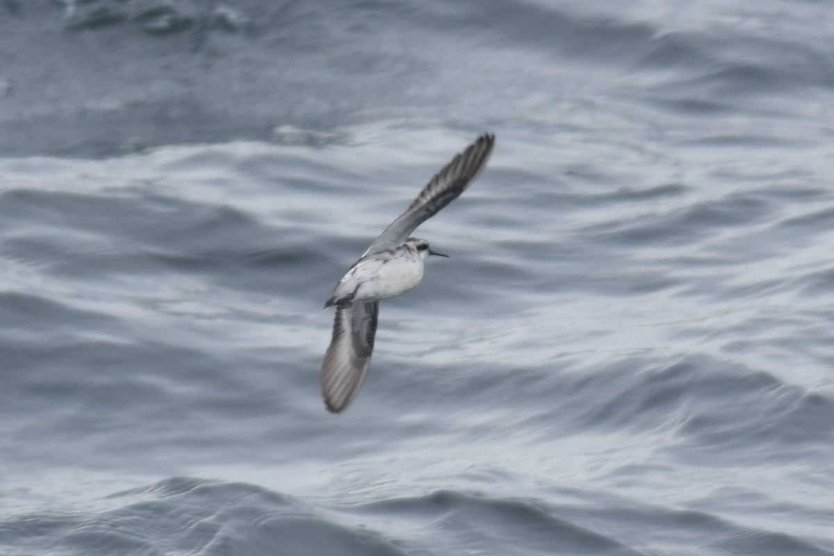 Phalarope à bec étroit - ML471107391