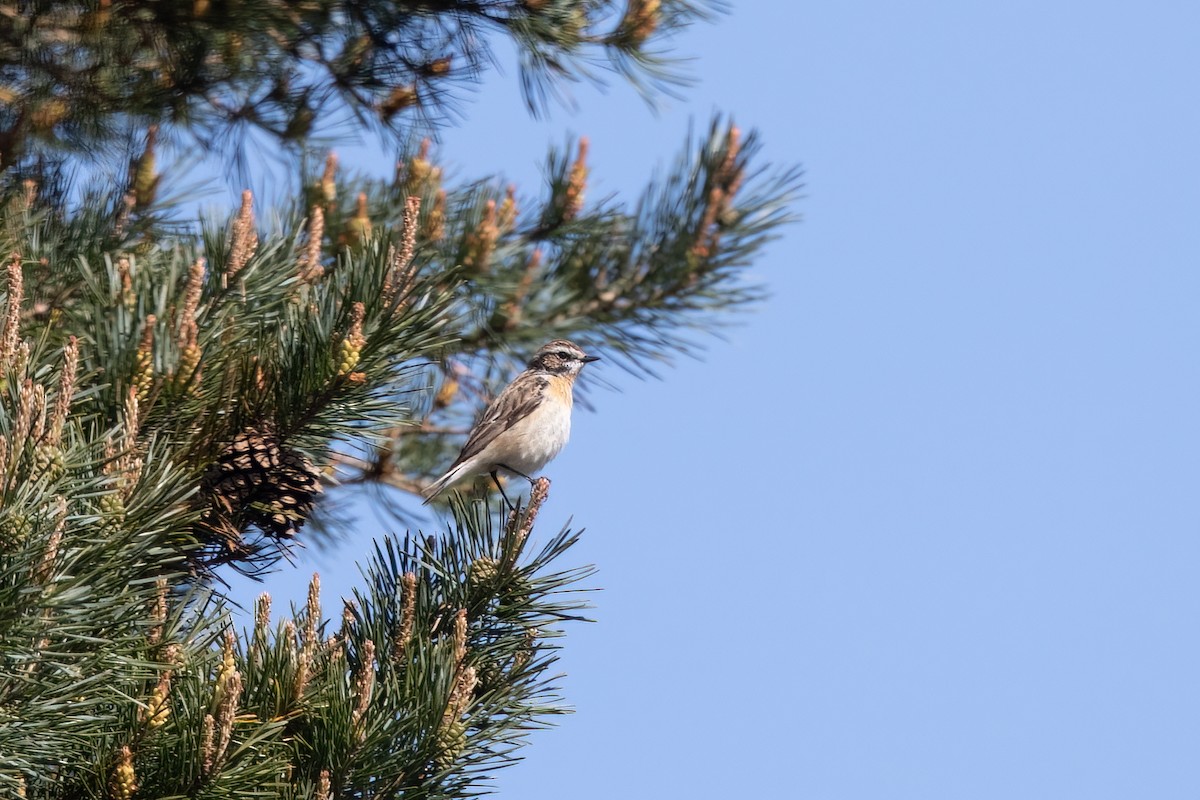 Whinchat - Kalpesh Krishna