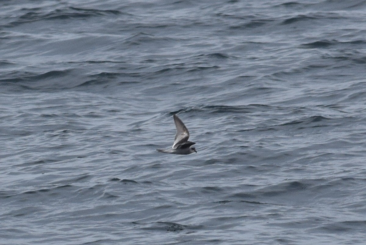 Fork-tailed Storm-Petrel - ML471107461