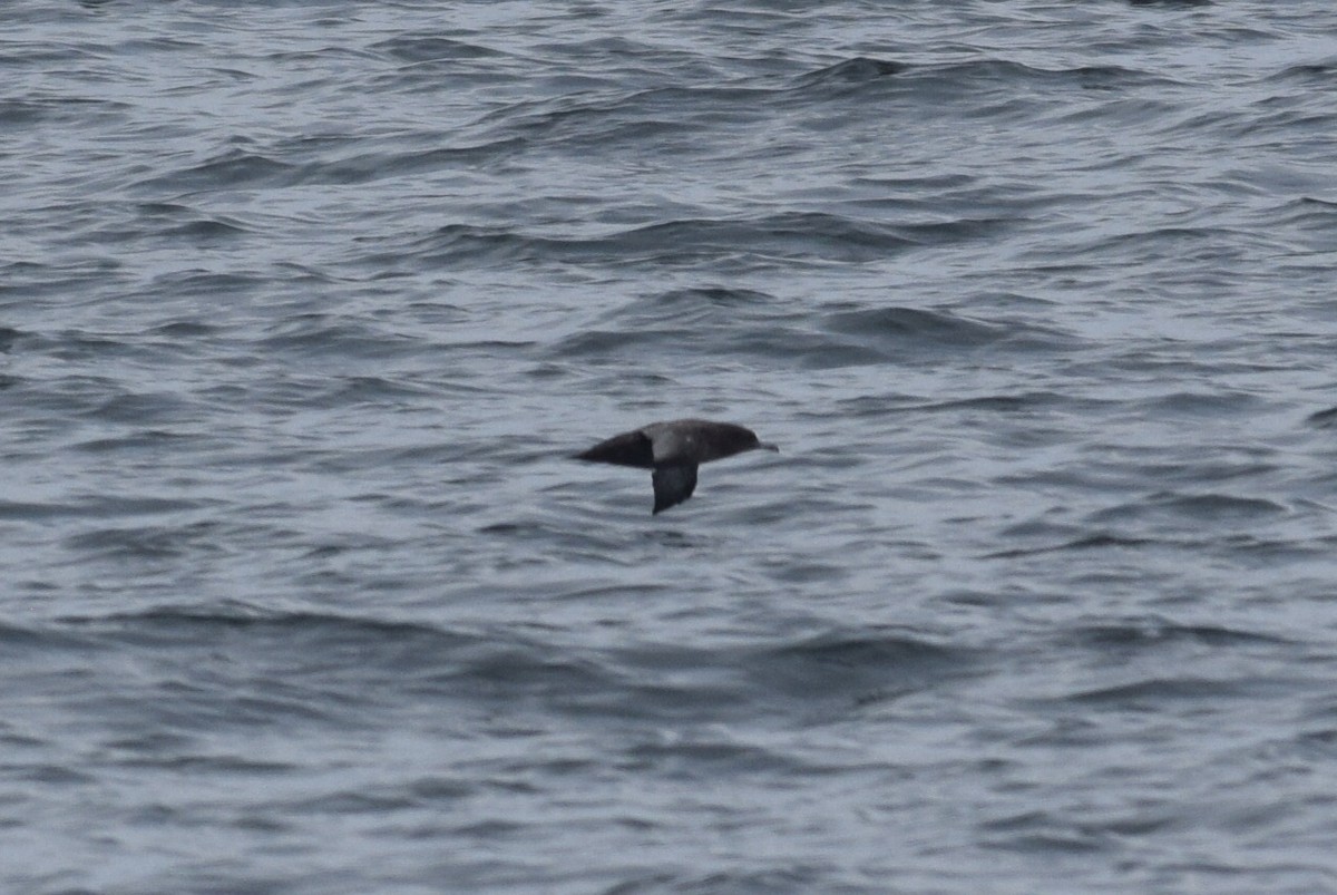 Short-tailed Shearwater - ML471107521