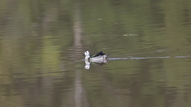 Cotton Pygmy-Goose - ML471107541