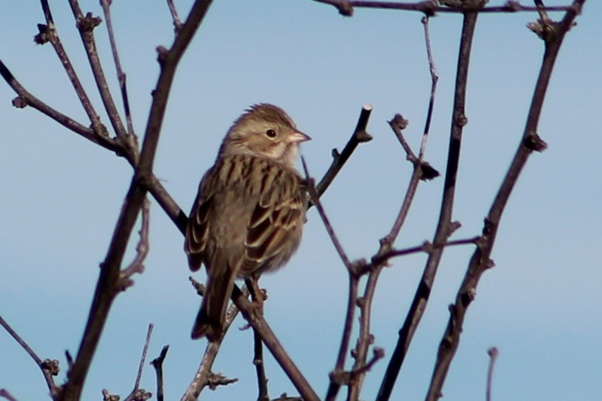 Brewer's Sparrow - ML47110871