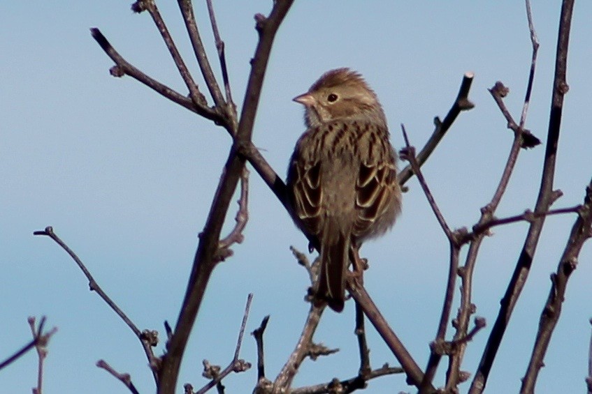 Brewer's Sparrow - ML47110901