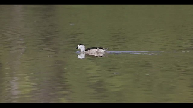 Cotton Pygmy-Goose - ML471109081