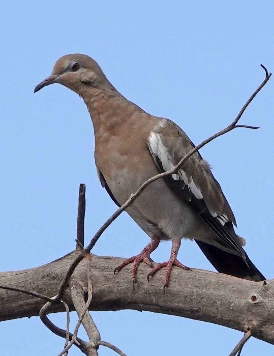 White-winged Dove - ML471109161