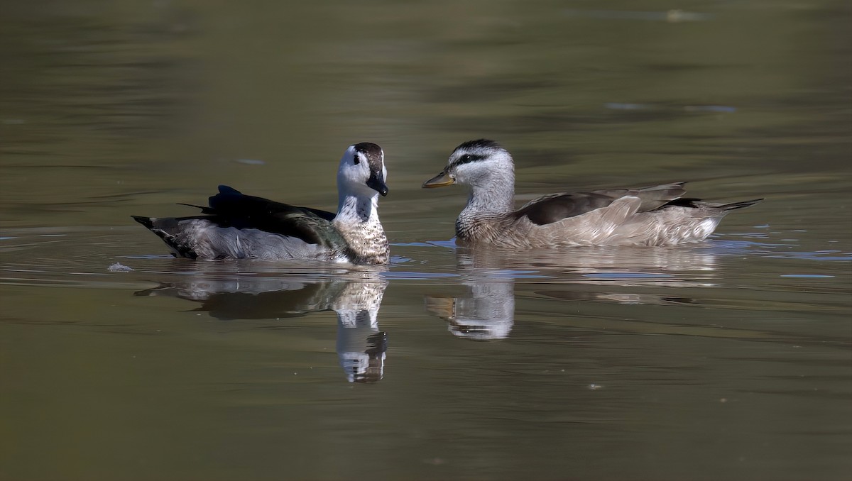 Cotton Pygmy-Goose - Tom Tarrant