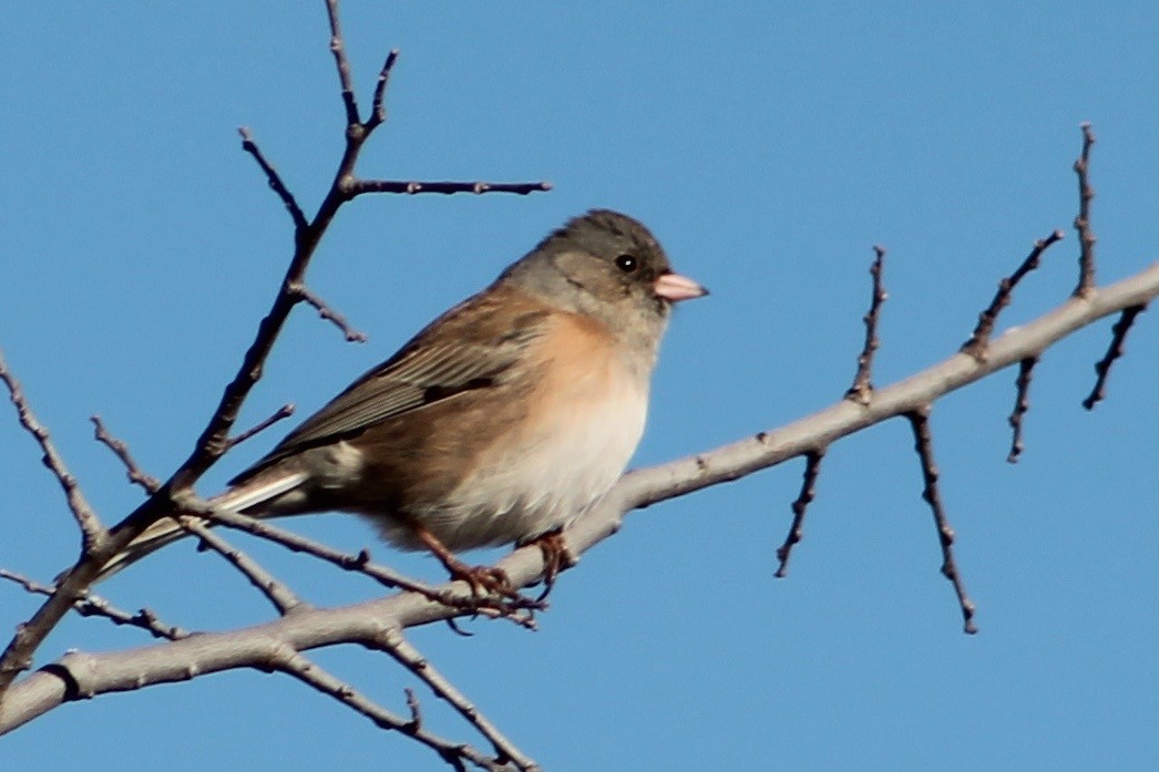 Dark-eyed Junco (Oregon) - ML47111041