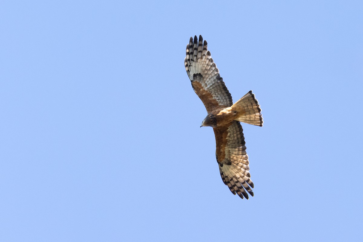 Square-tailed Kite - ML471111651