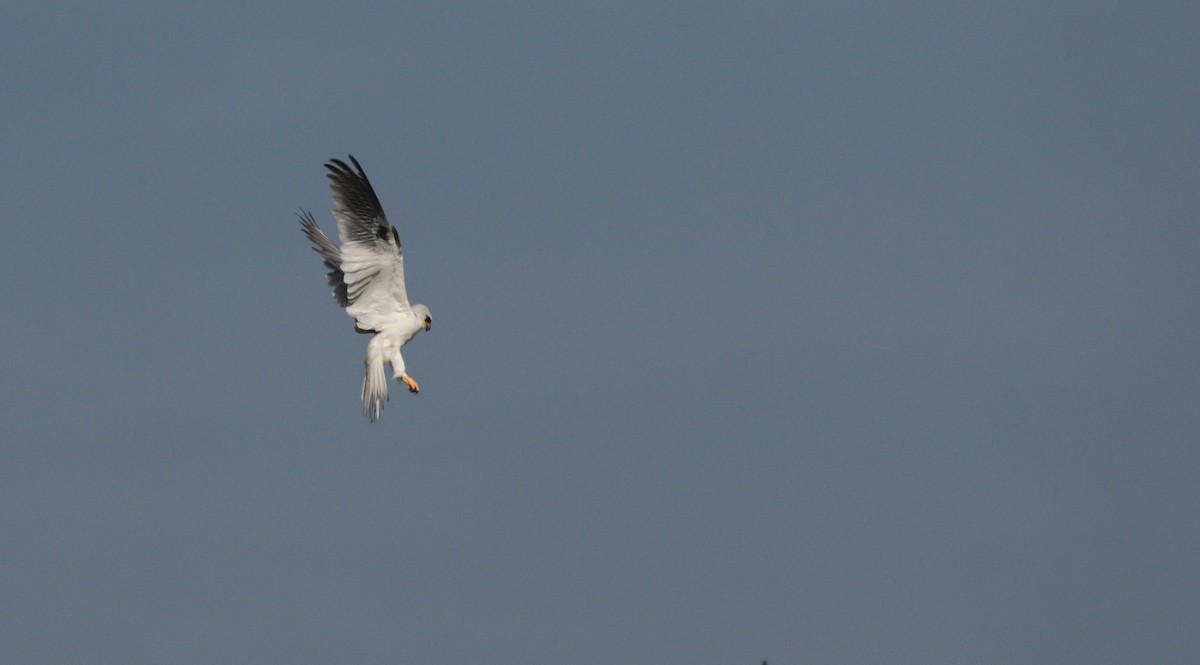 White-tailed Kite - ML471111881
