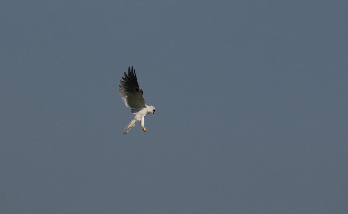 White-tailed Kite - ML471111981