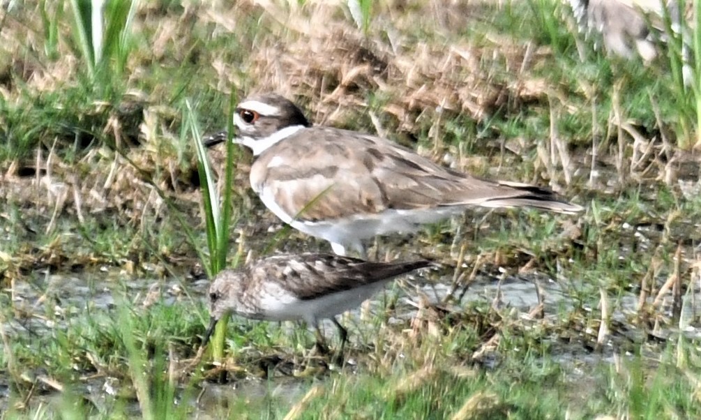 pygmésnipe - ML471112061