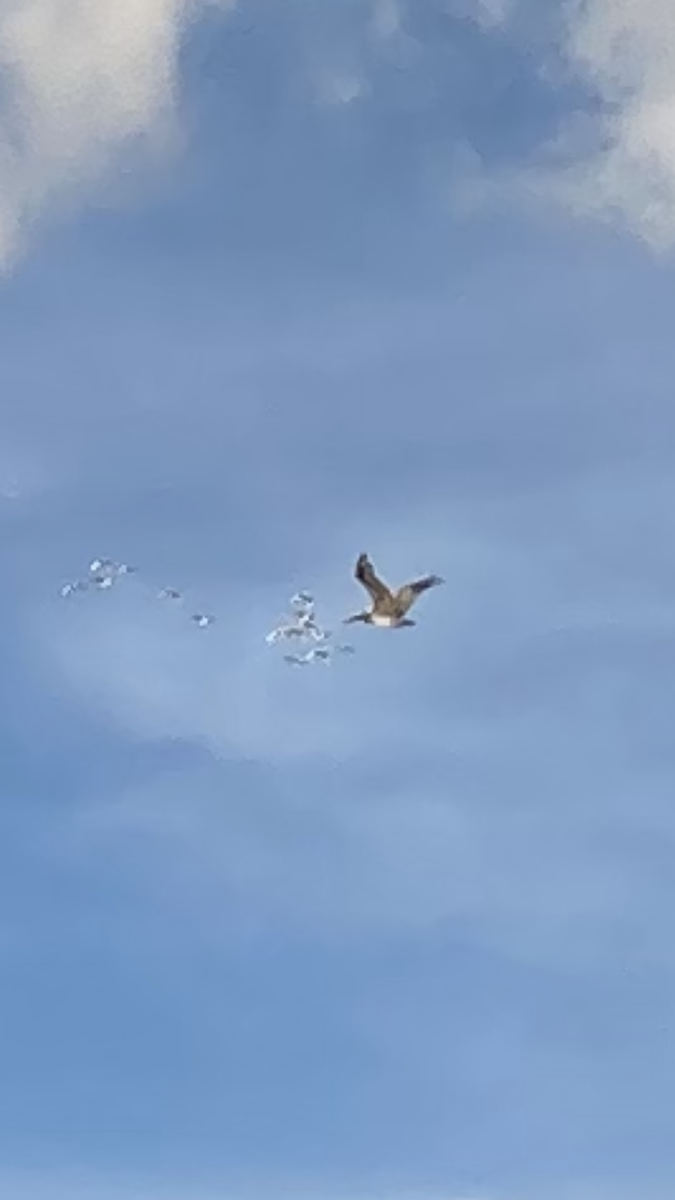 Brown Pelican - ML471112121