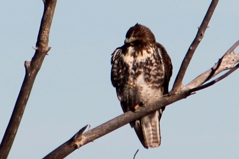 Red-tailed Hawk - ML47111291