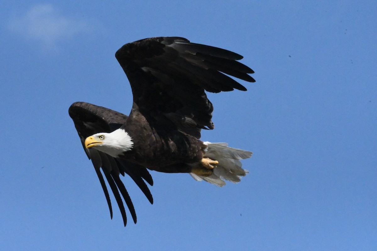 Bald Eagle - ML471113261