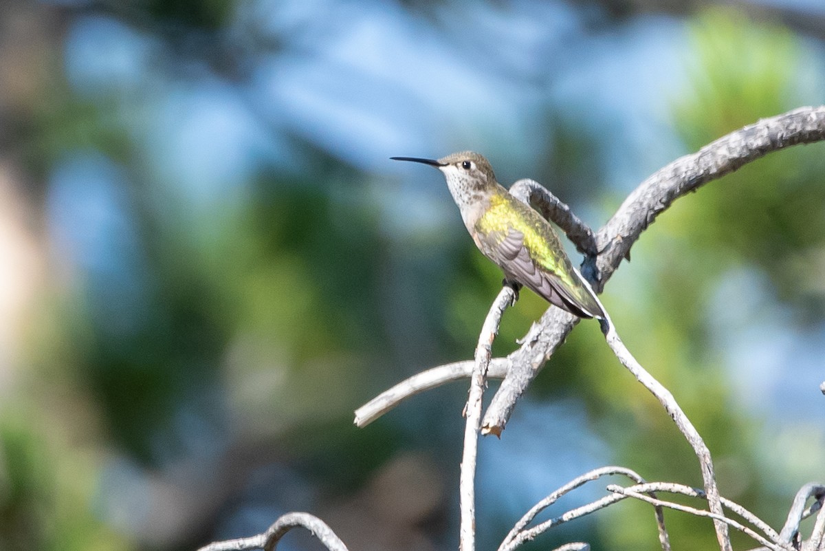 Broad-tailed Hummingbird - ML471113621
