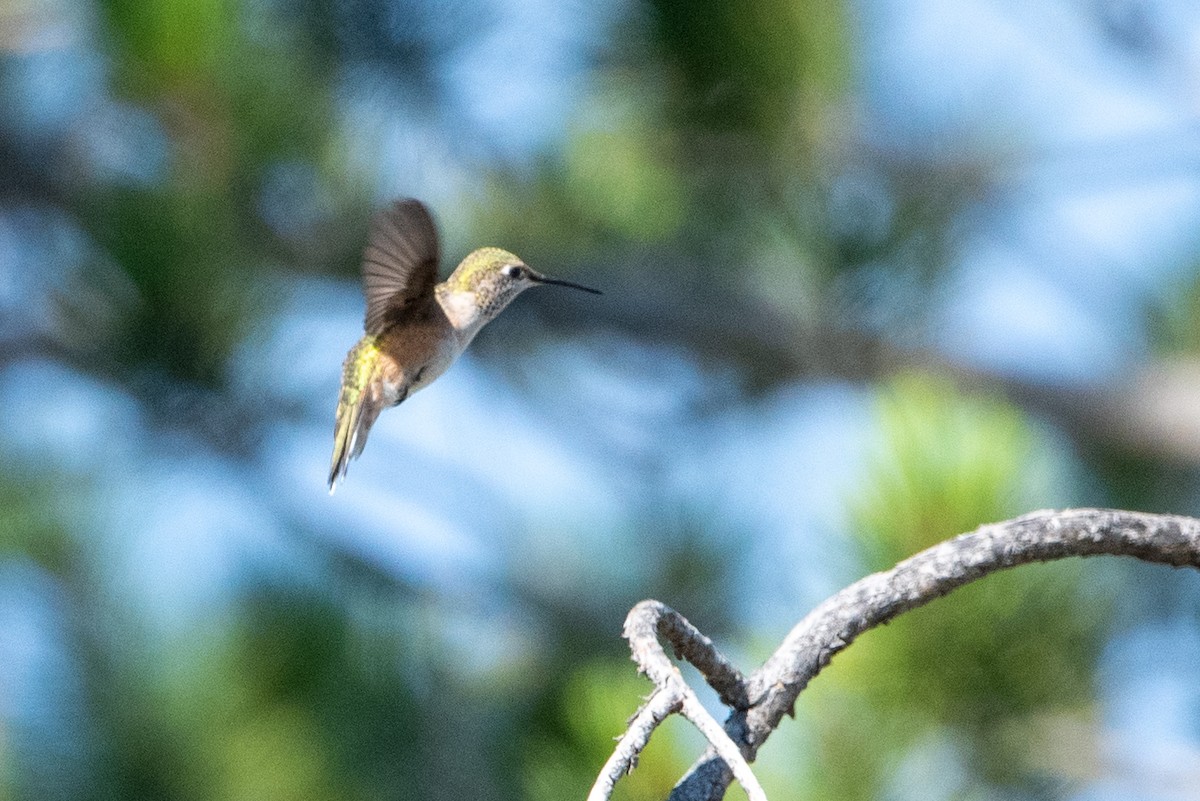 Broad-tailed Hummingbird - ML471113631