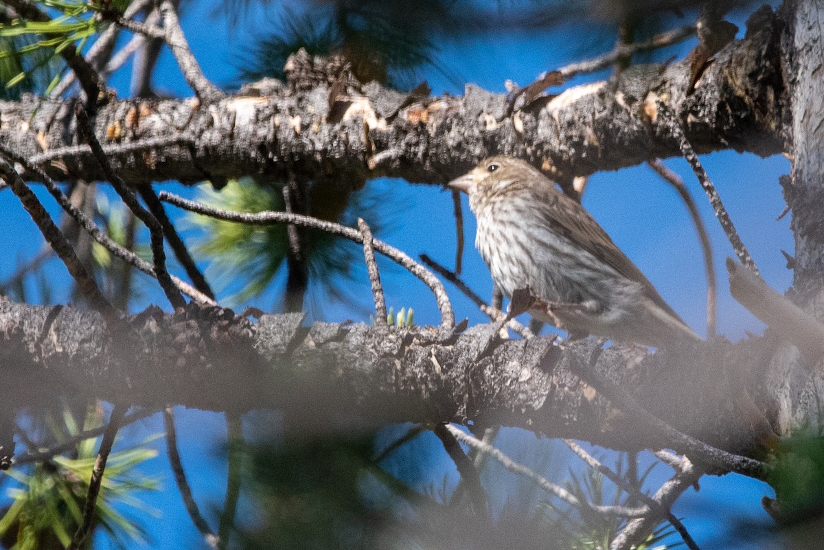 Pine Siskin - ML471113651