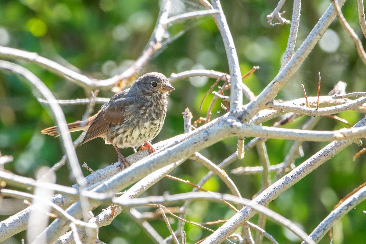 Fox Sparrow - ML471113781