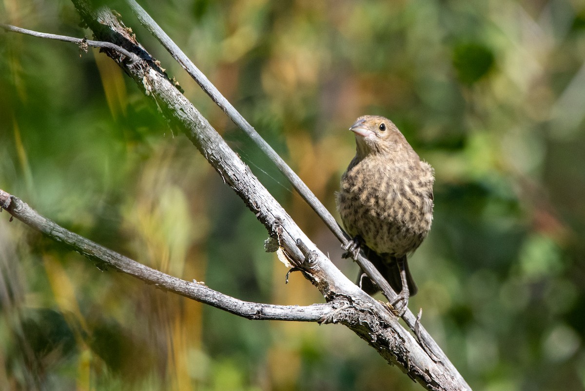 Brown-headed Cowbird - ML471113821