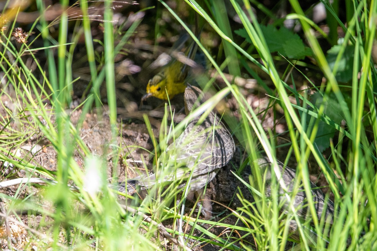 Wilson's Warbler - ML471113911