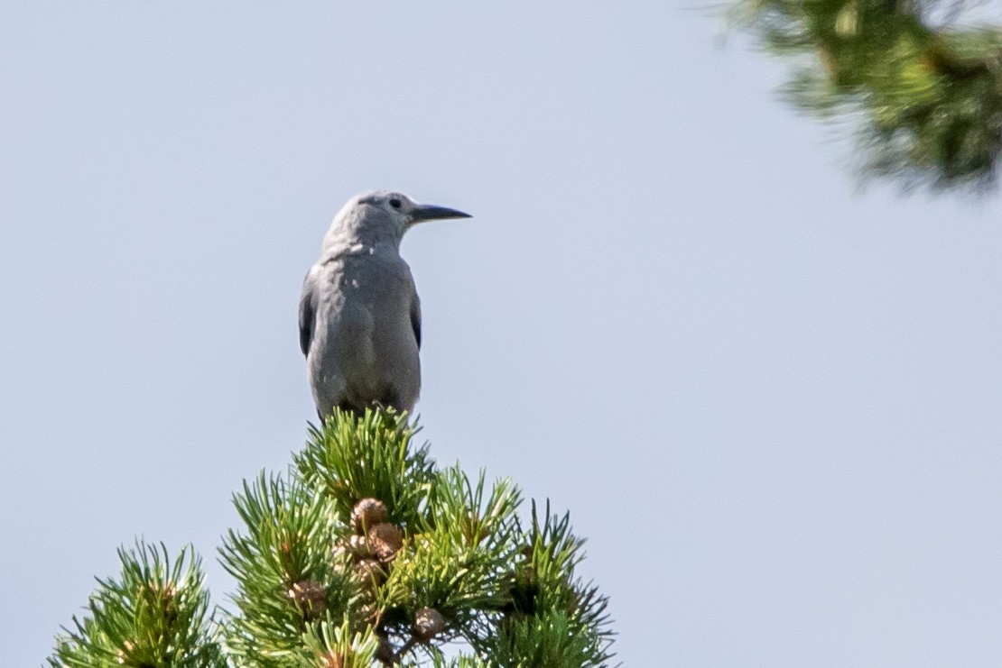 Clark's Nutcracker - ML471113991