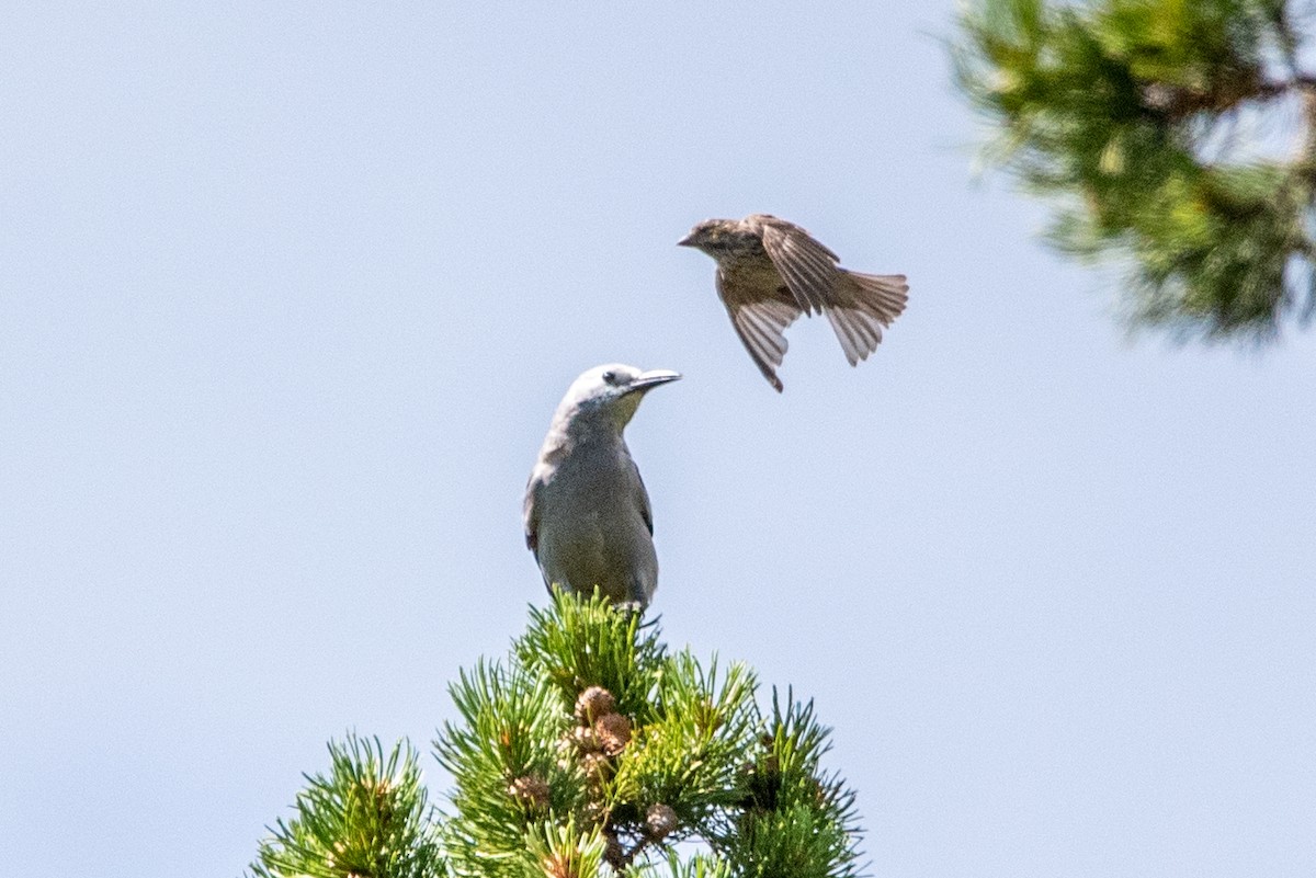 Clark's Nutcracker - ML471114001