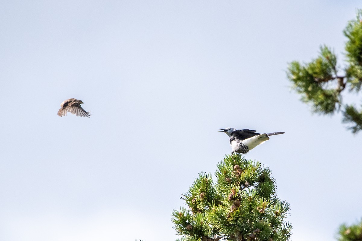 Clark's Nutcracker - ML471114031