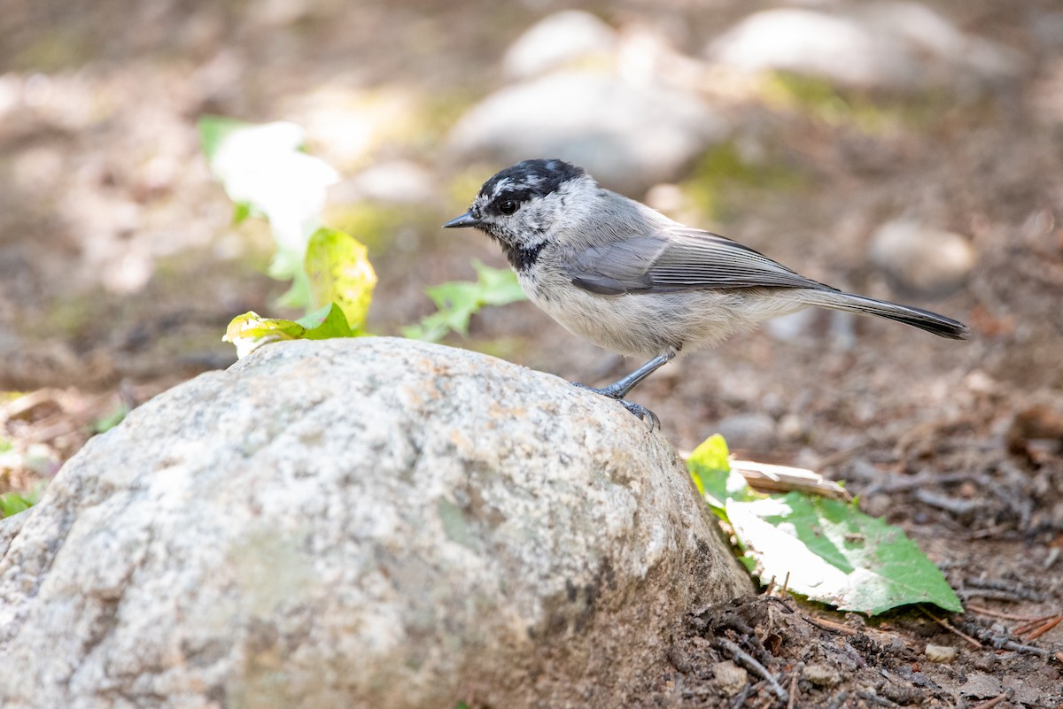 Mountain Chickadee - ML471114061