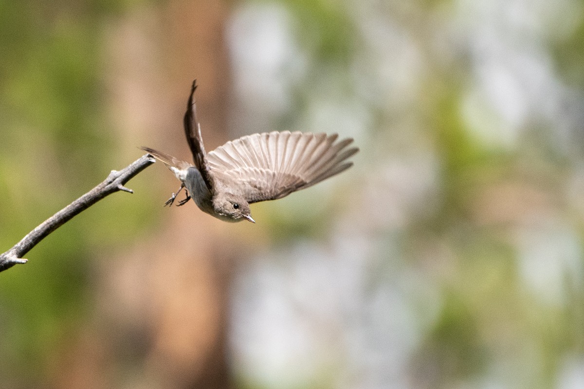 Western Wood-Pewee - ML471114081