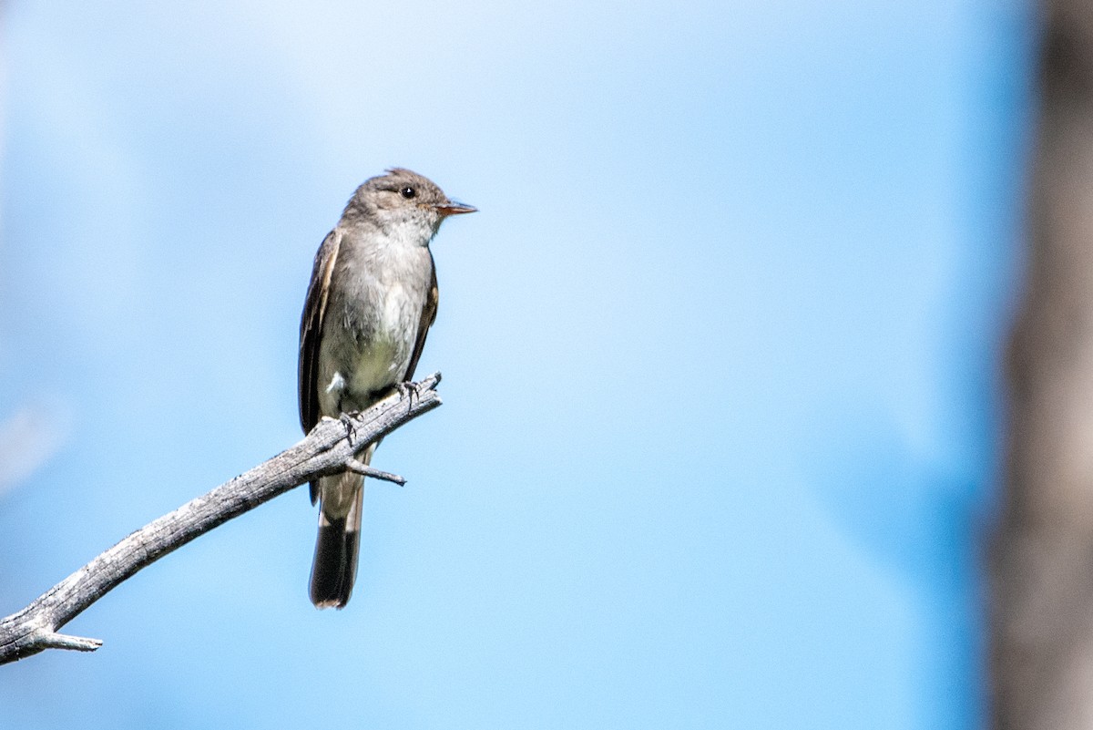 Western Wood-Pewee - ML471114091