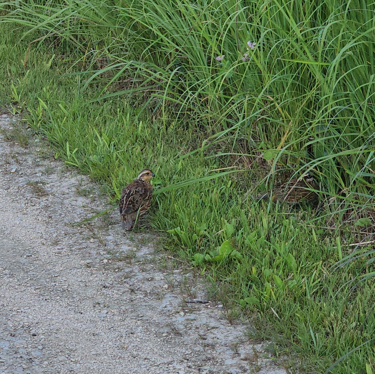 Northern Bobwhite - ML471114121