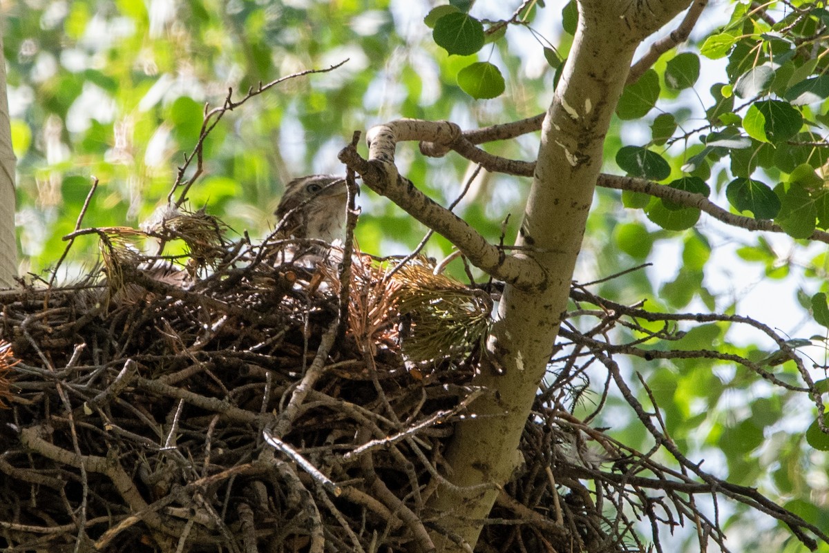 Red-tailed Hawk - ML471114151