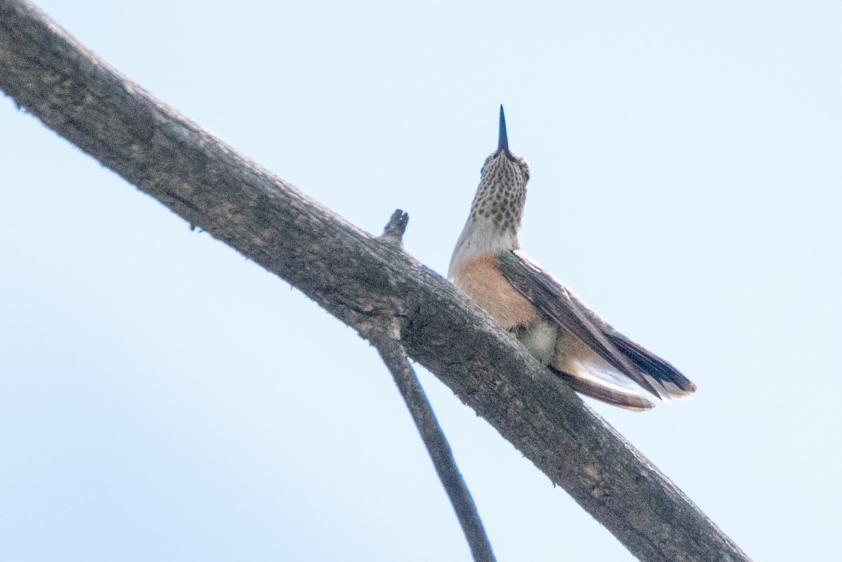 Broad-tailed Hummingbird - ML471114251
