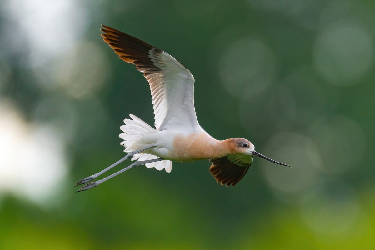 American Avocet - ML471114291