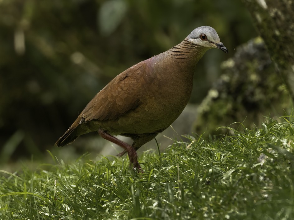 Chiriqui Quail-Dove - Sergio Rivero Beneitez