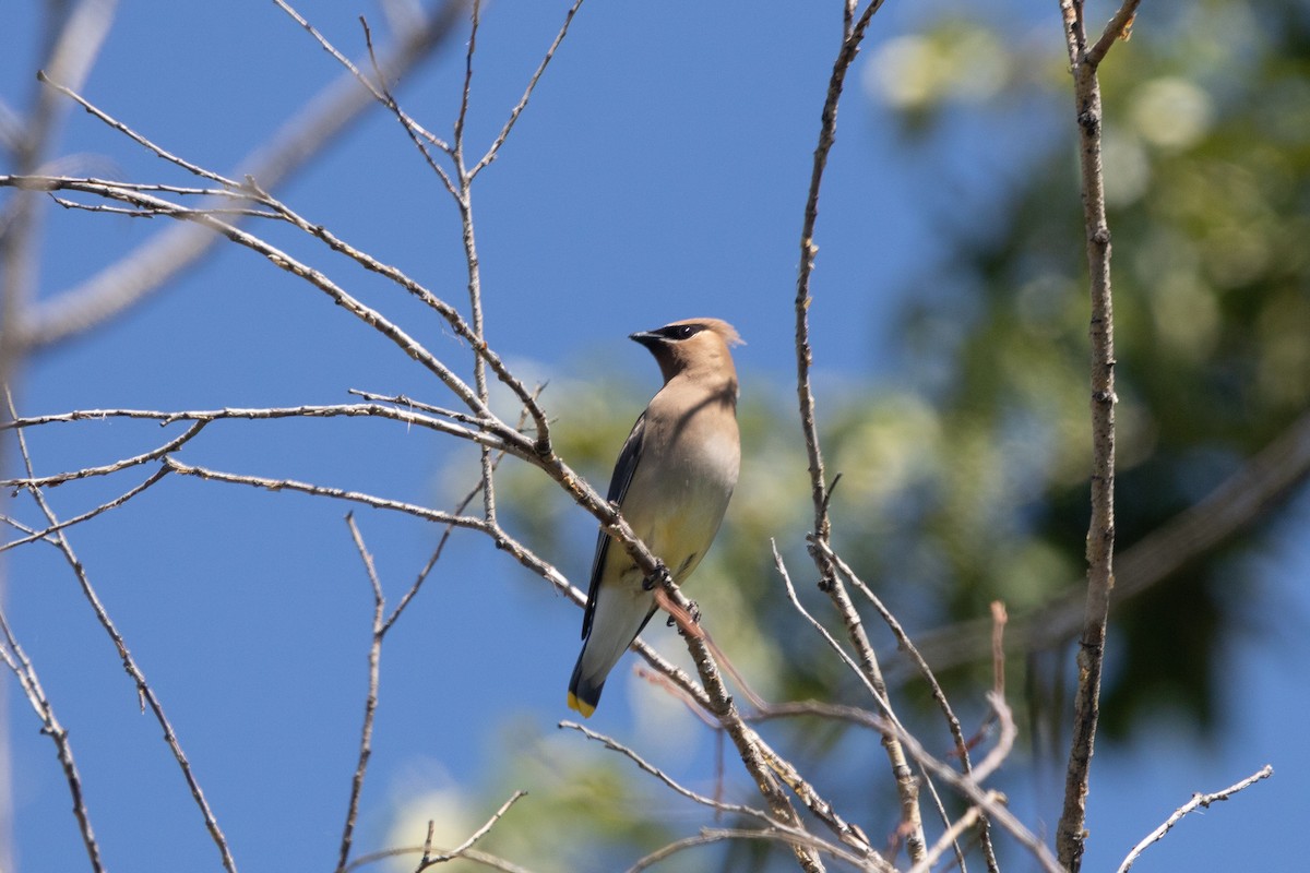 Cedar Waxwing - ML471114781