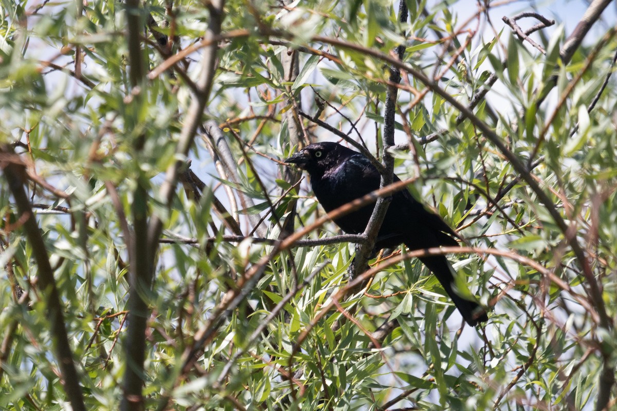 Brewer's Blackbird - ML471115371