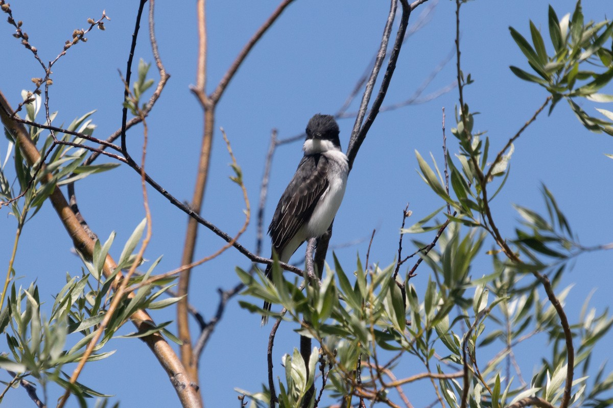 Eastern Kingbird - ML471115451