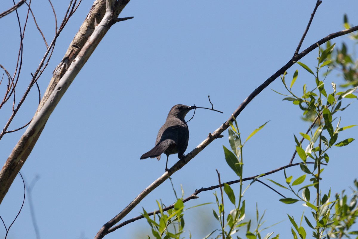 Gray Catbird - ML471115591