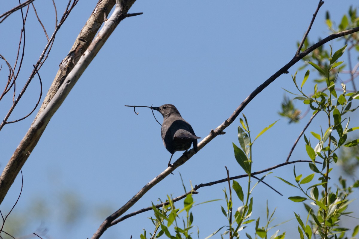 Gray Catbird - ML471115601
