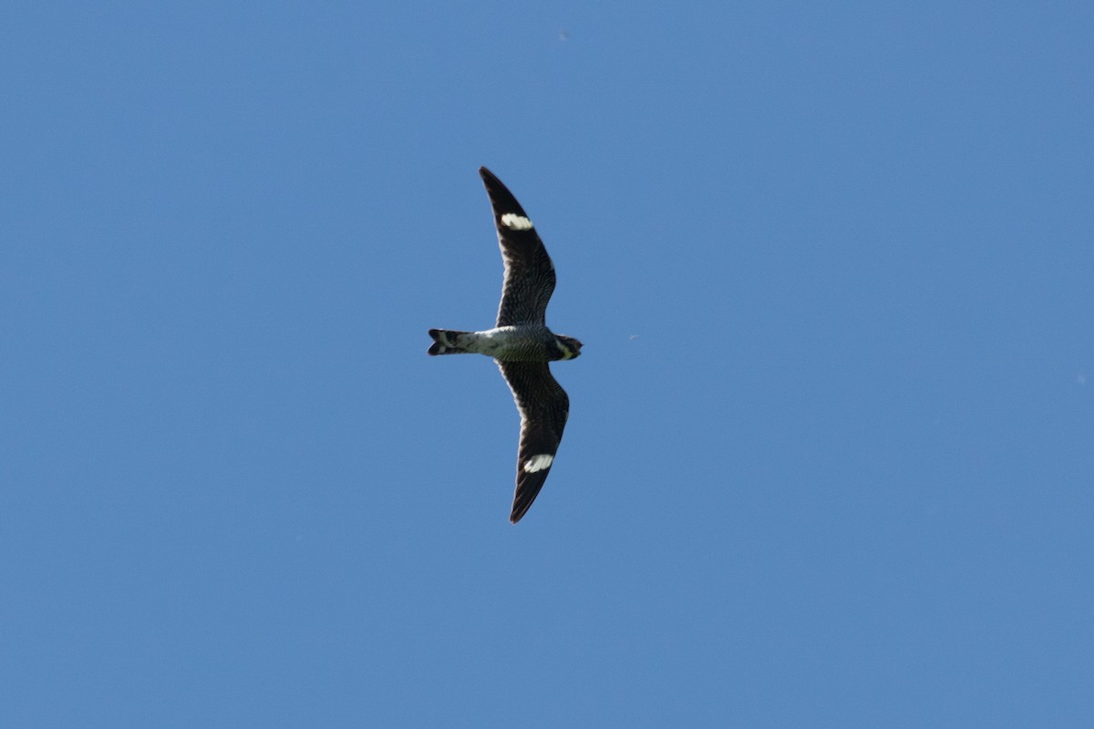 Common Nighthawk - ML471115731