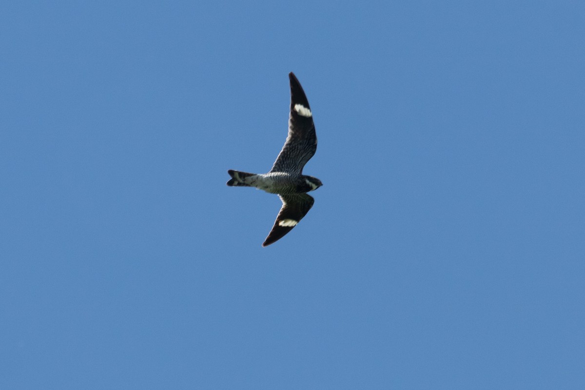 Common Nighthawk - ML471115741