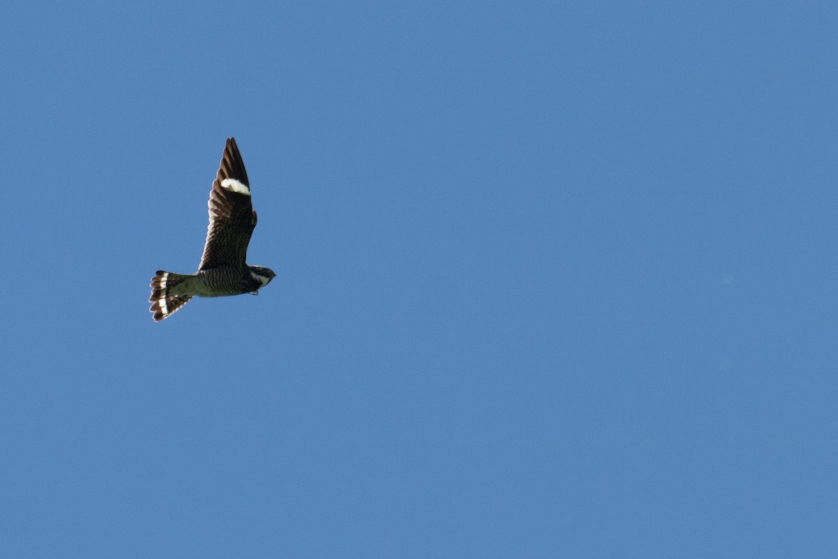 Common Nighthawk - ML471115751