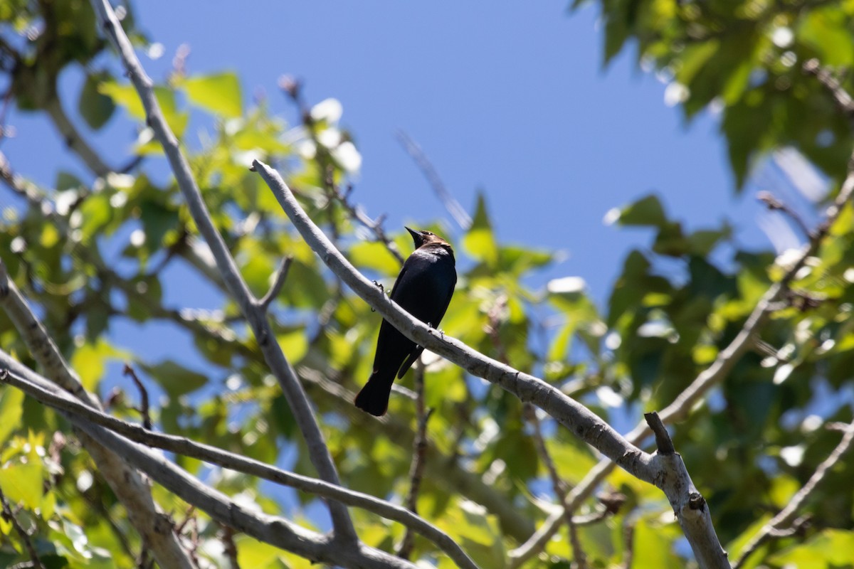 Brown-headed Cowbird - ML471115991