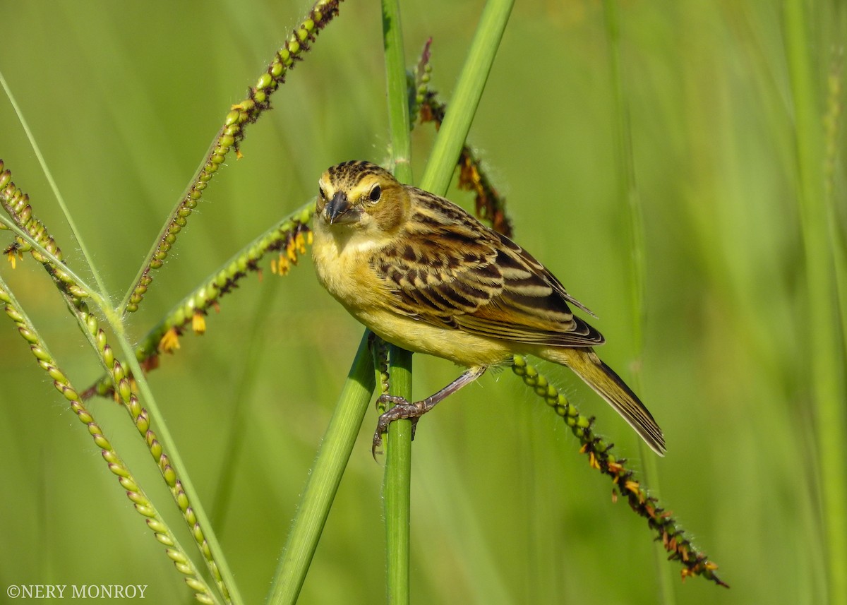 Grassland Yellow-Finch - ML471116081